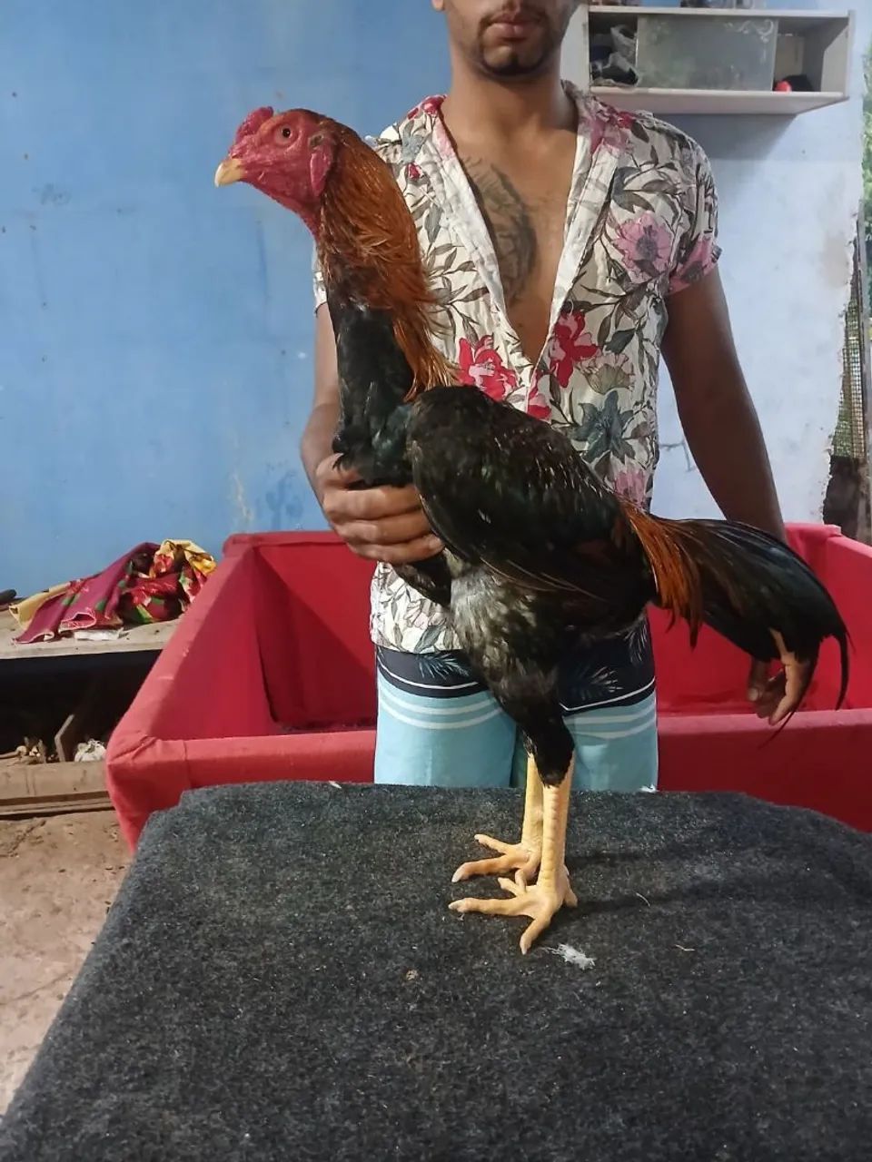 Galo de raça 