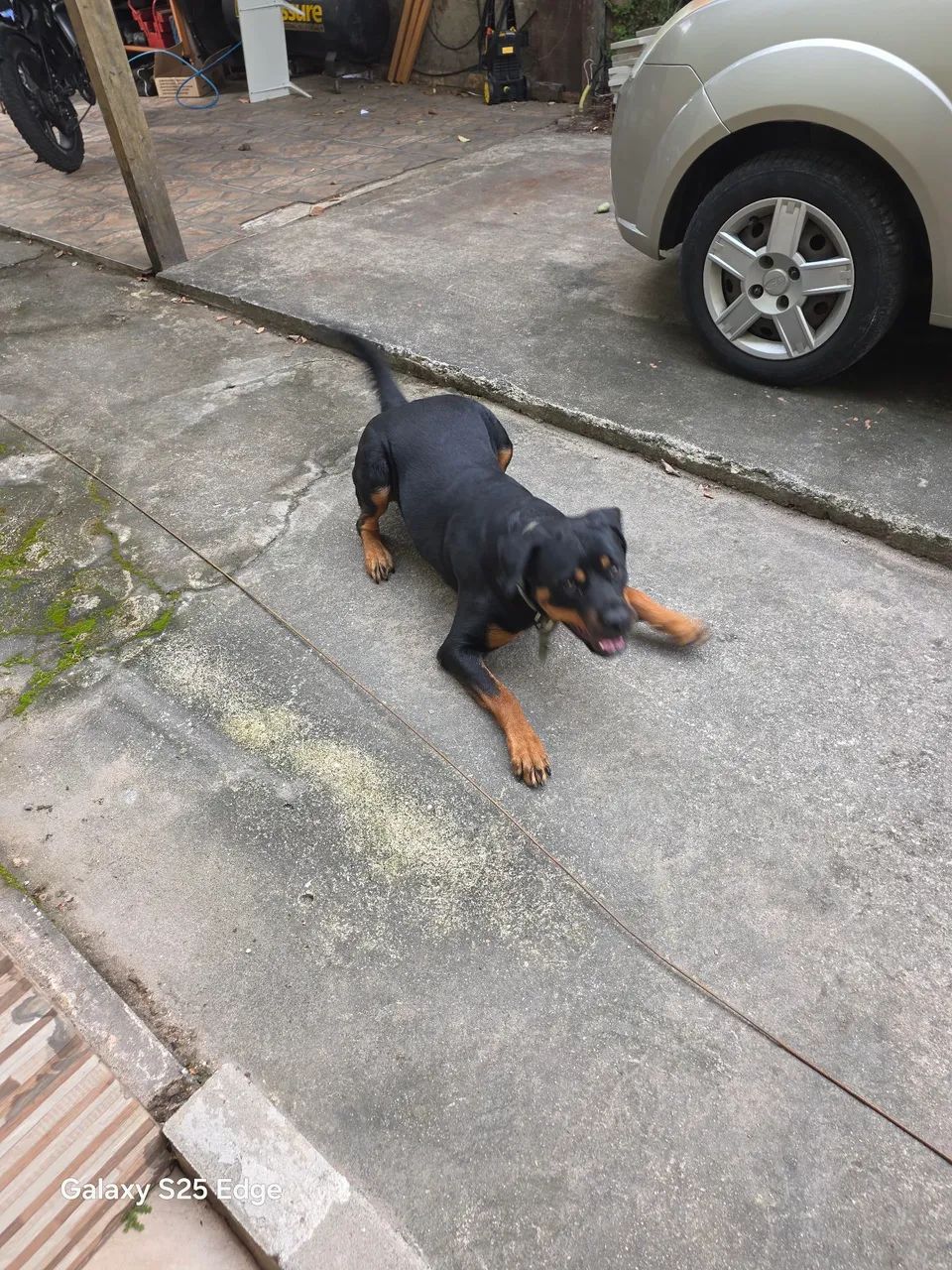 Rottweller  - Foto 2