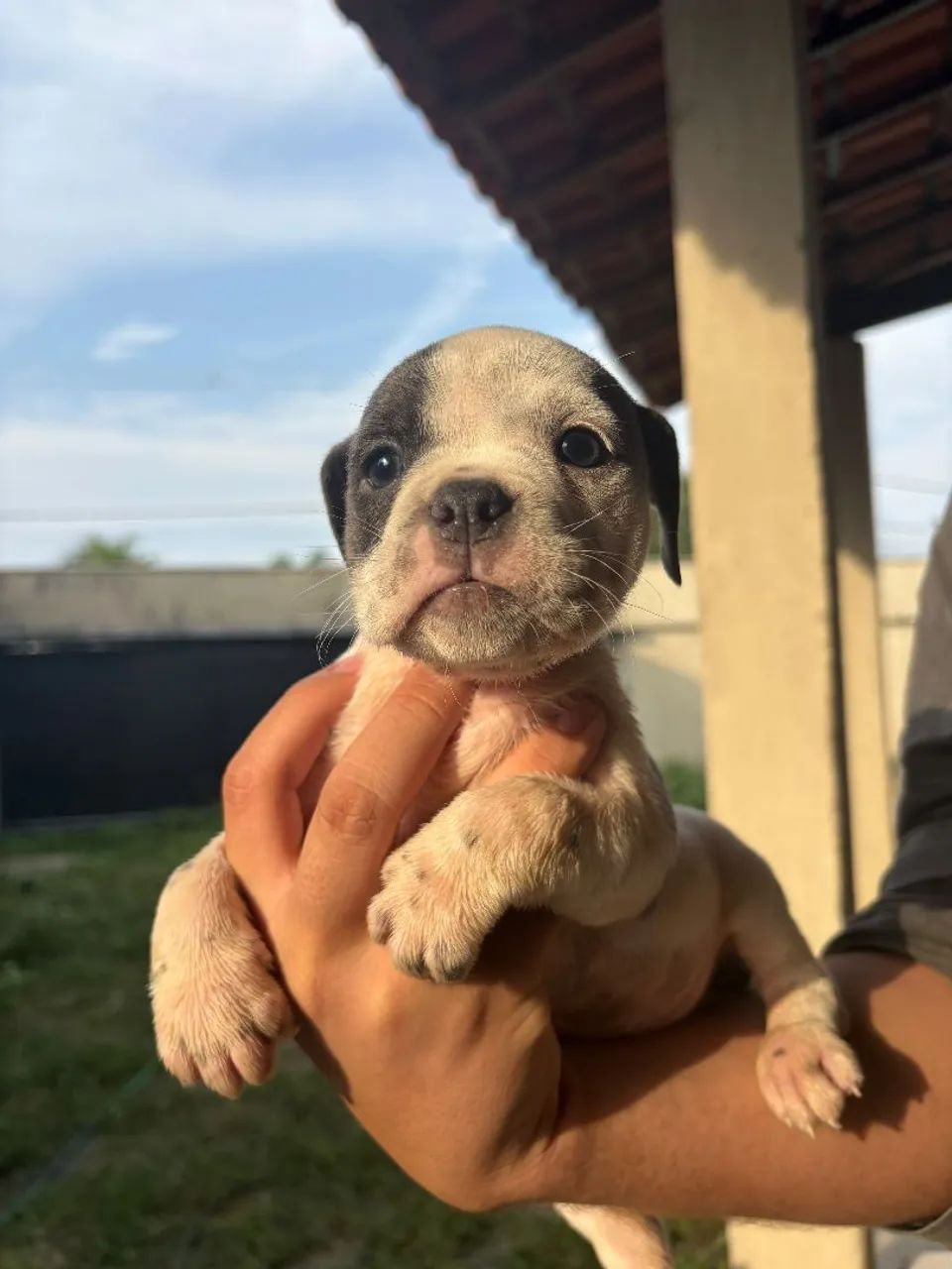 American Bully exotic - Foto 3