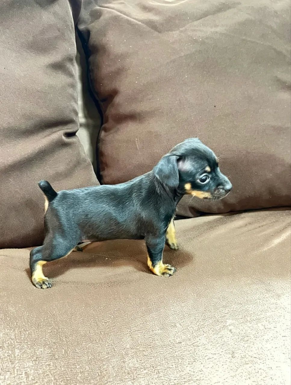 Filhote de pinscher - Foto 2