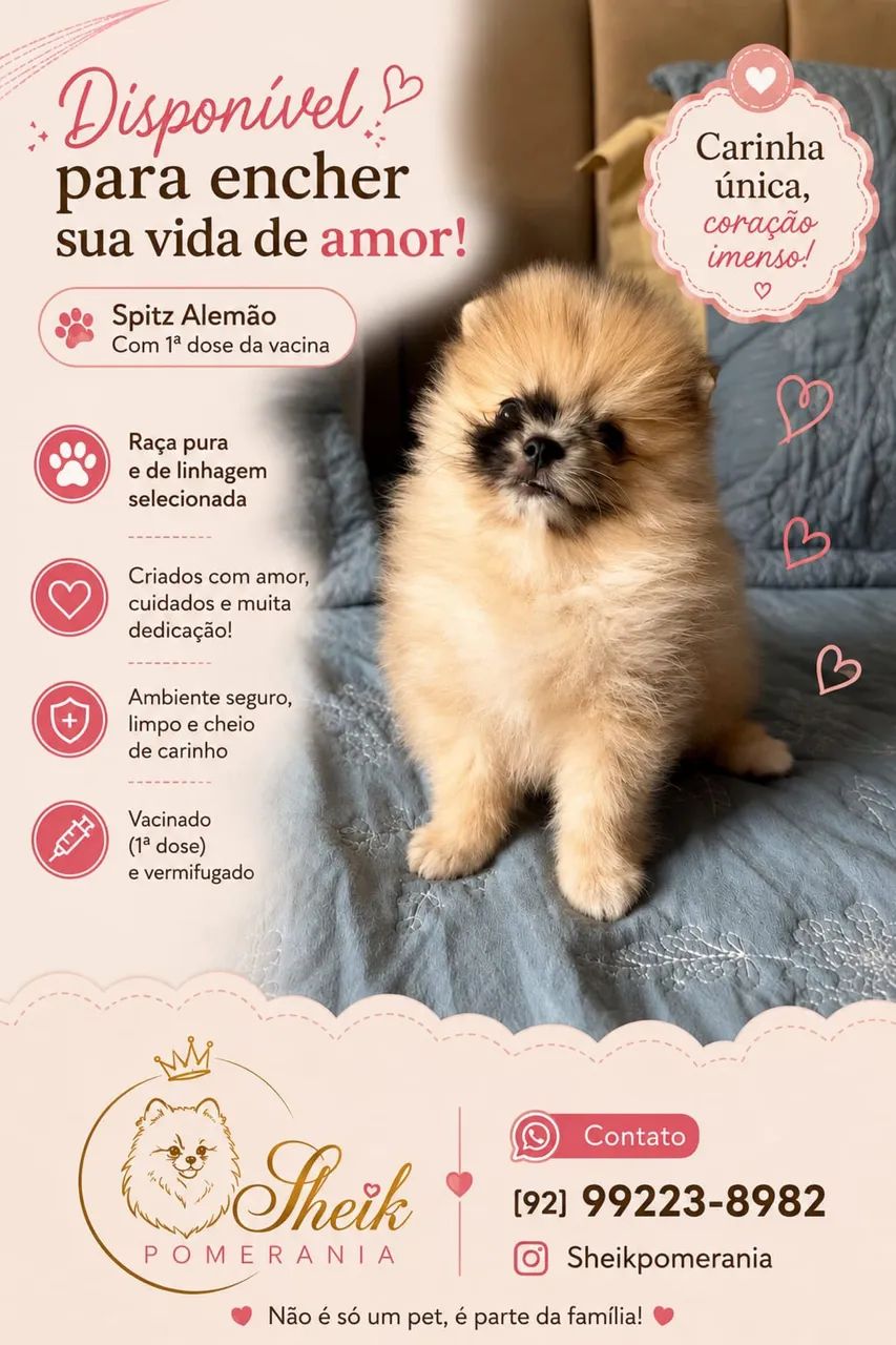 Spitz alemão (lulu da pomerania ) - Foto 3