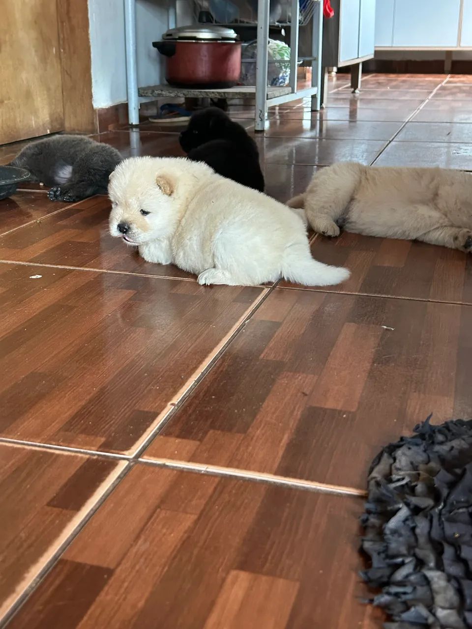 Chow chow puro  - Foto 2