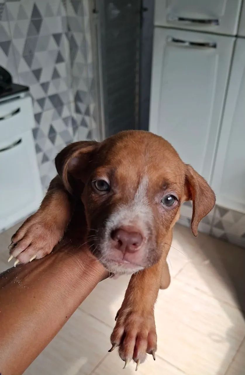 Filhos de pitbull  - Foto 2