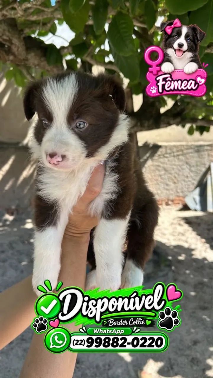 Filhotes de Border Collie
