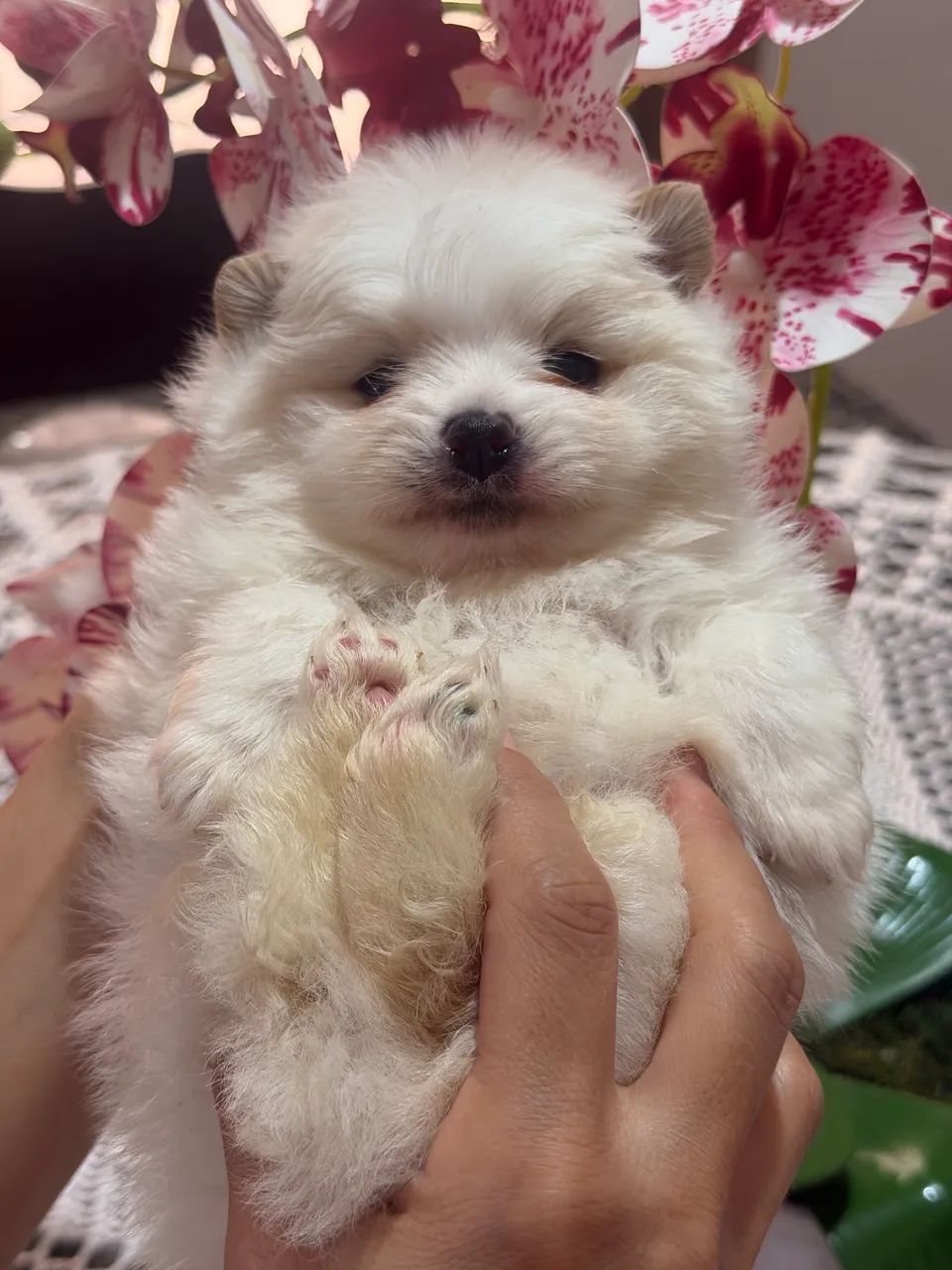 Spitz Alemão  - Foto 4