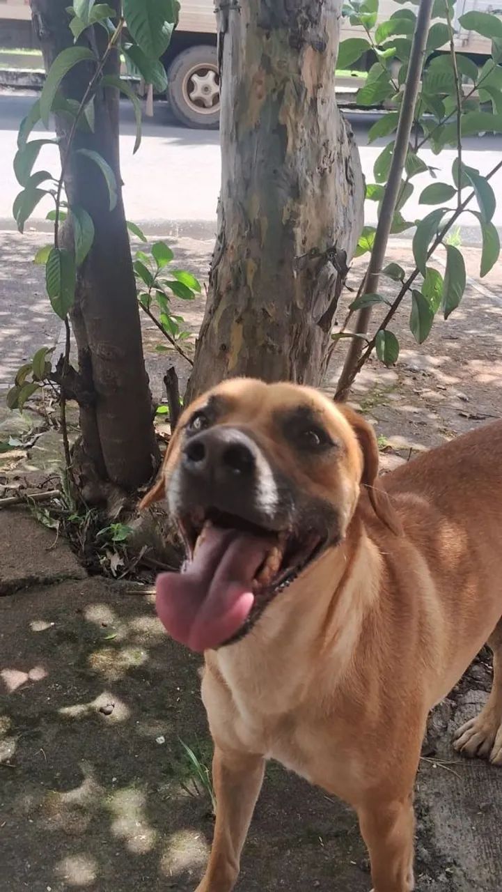 Adoção cachorro