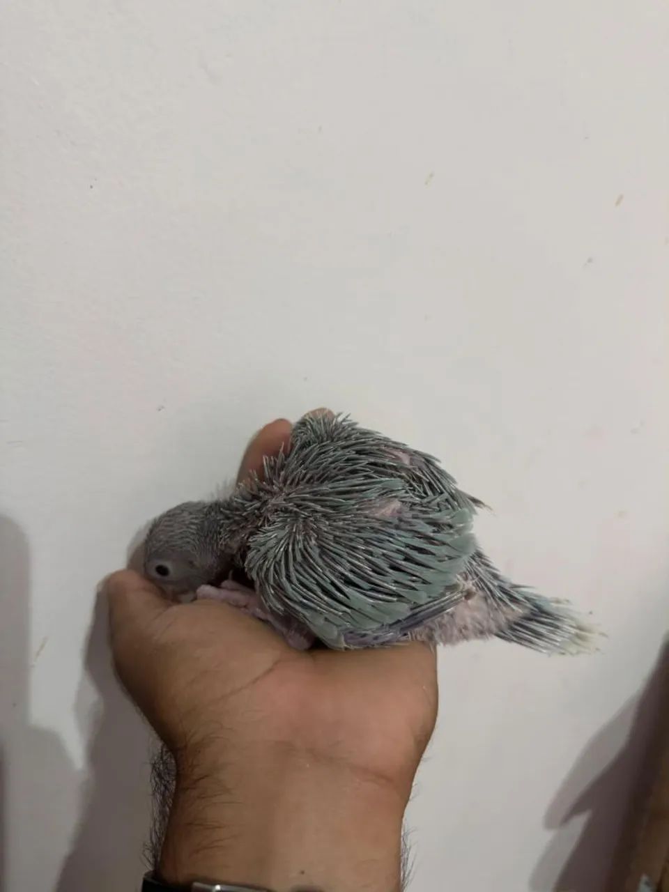 Disponível  - Foto 3