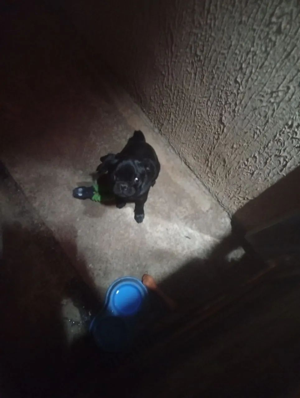 Cachorro pung