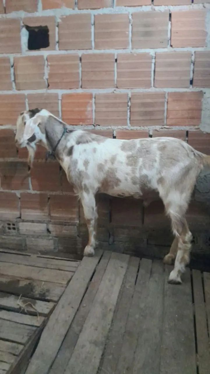 Bode inteiro