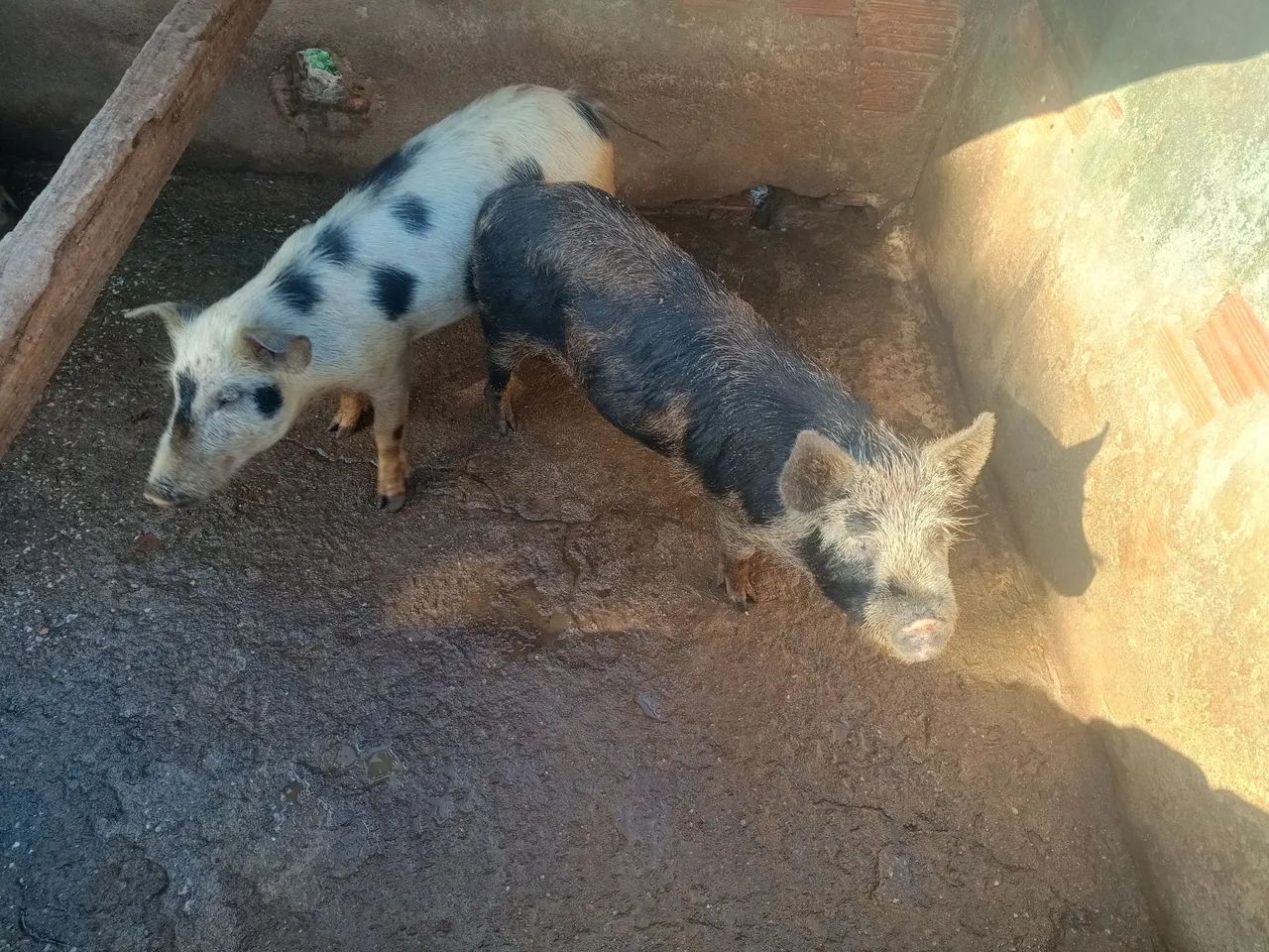 Porcos 