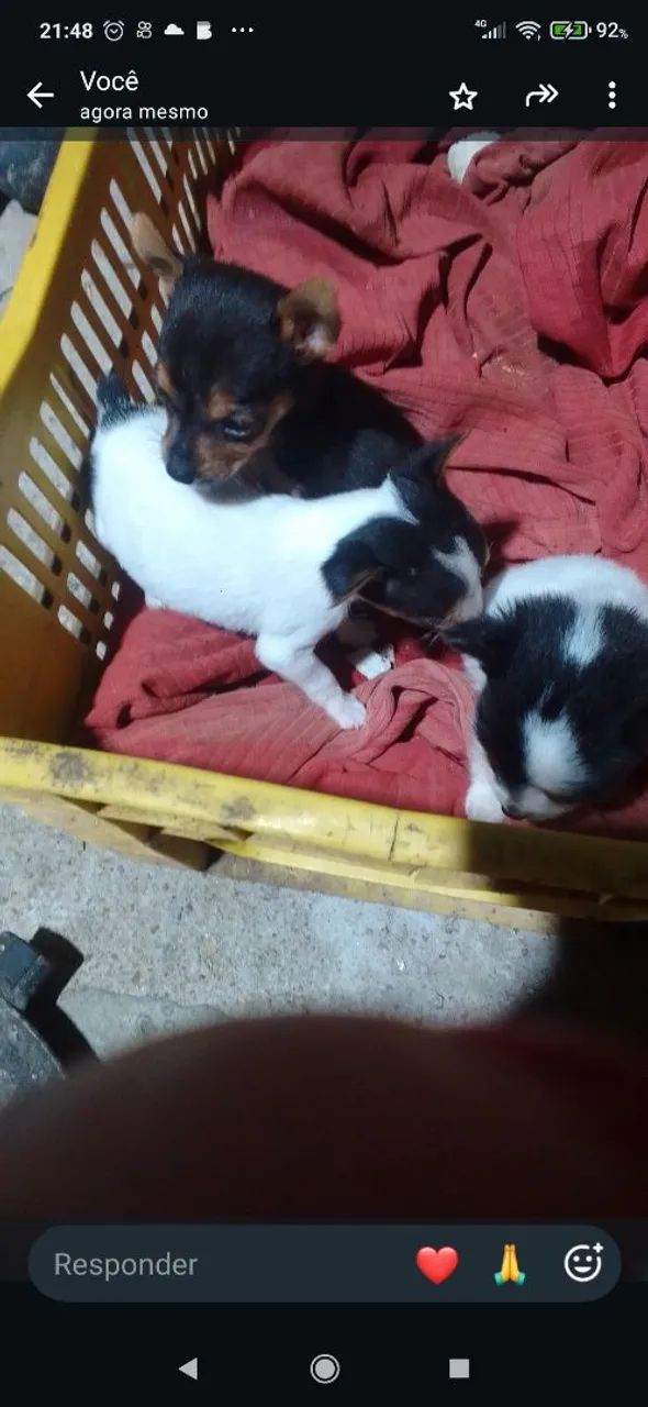 Filhotes de Pincher 