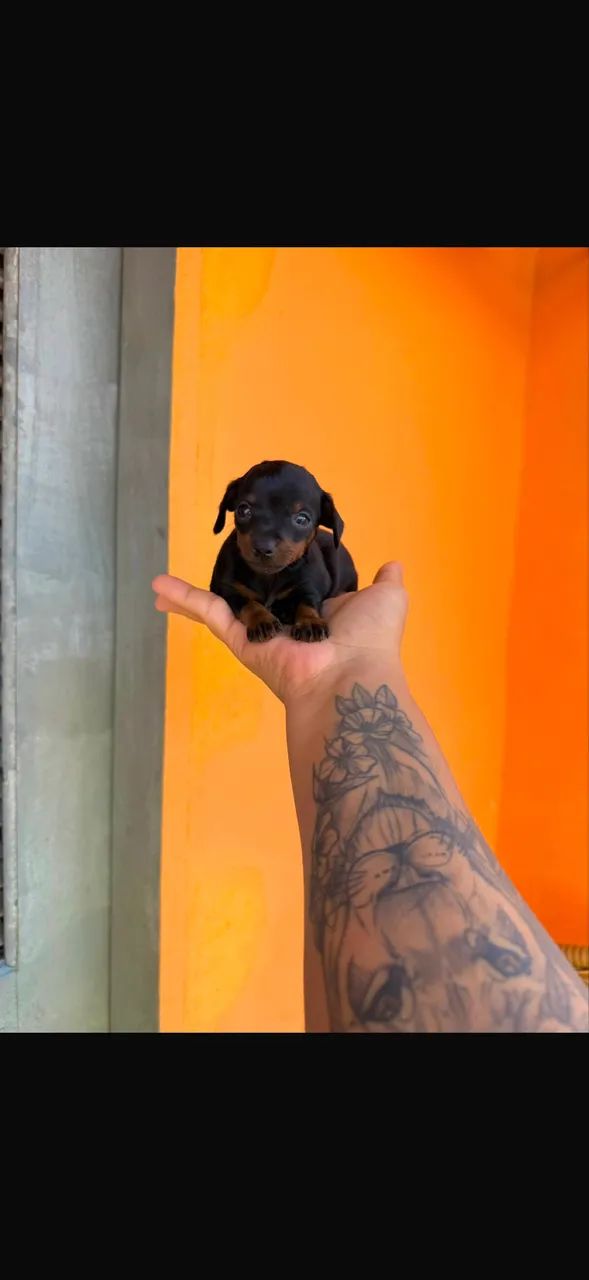 Pinscher machinho zero - Foto 2