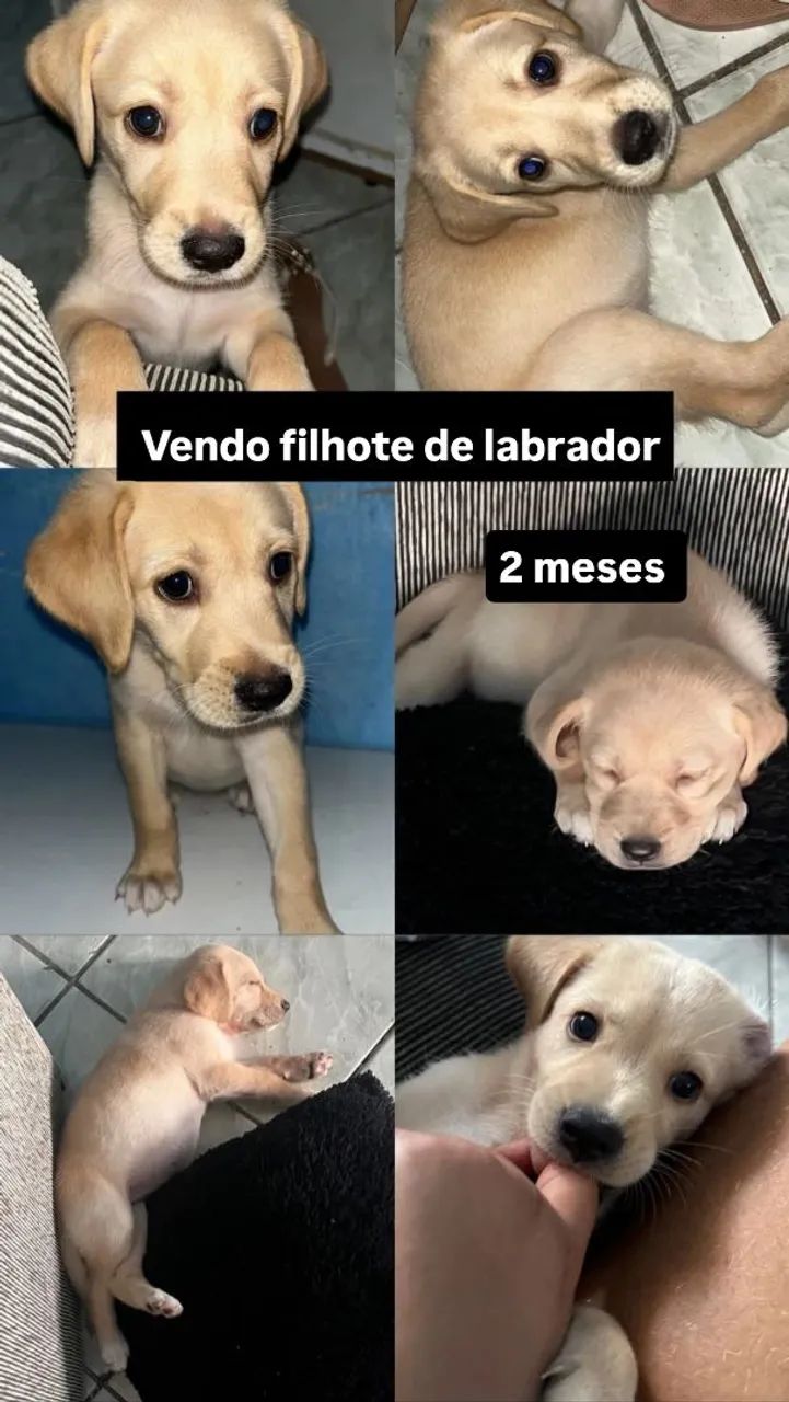 Cachorro labrador  - Foto 2