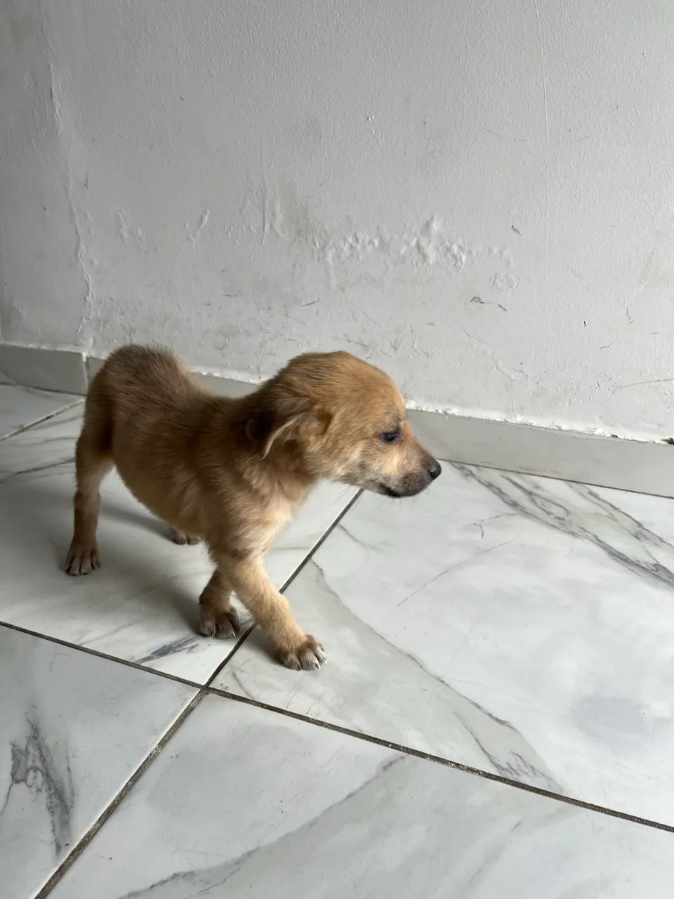 Cachorrinho - Foto 5