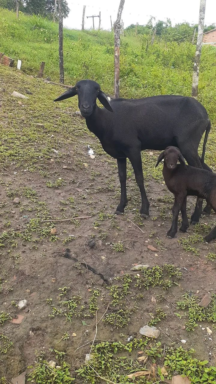 1 Carneiro e 2 ovelha
