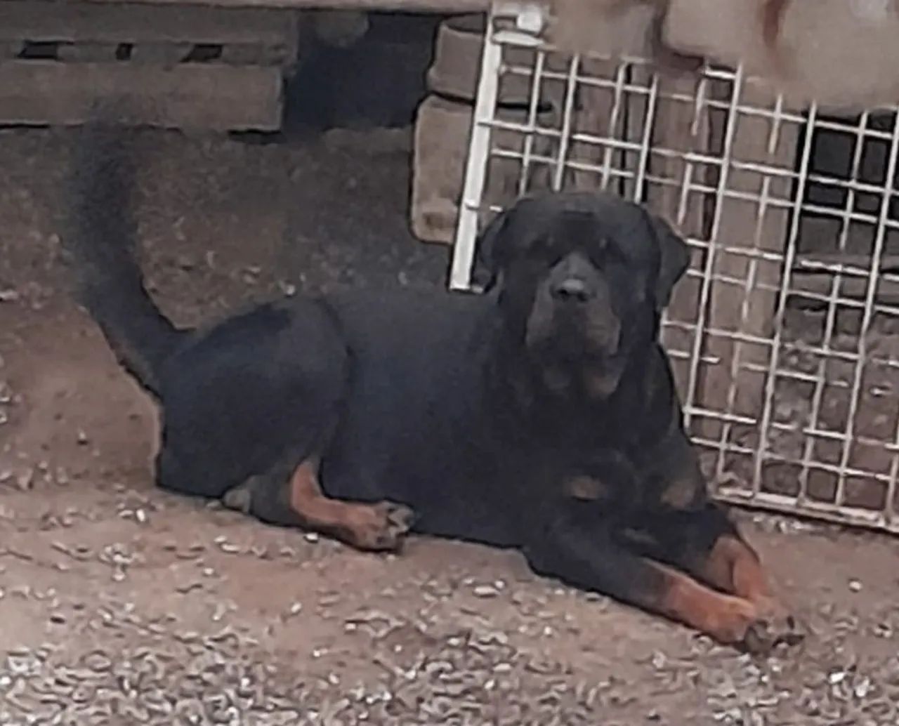 Filhote de Rottweiler  - Foto 3