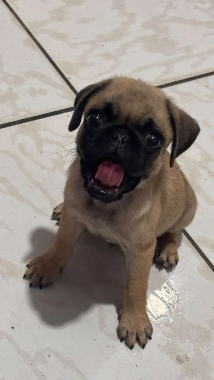 Vendo pugs machinho - Foto 3