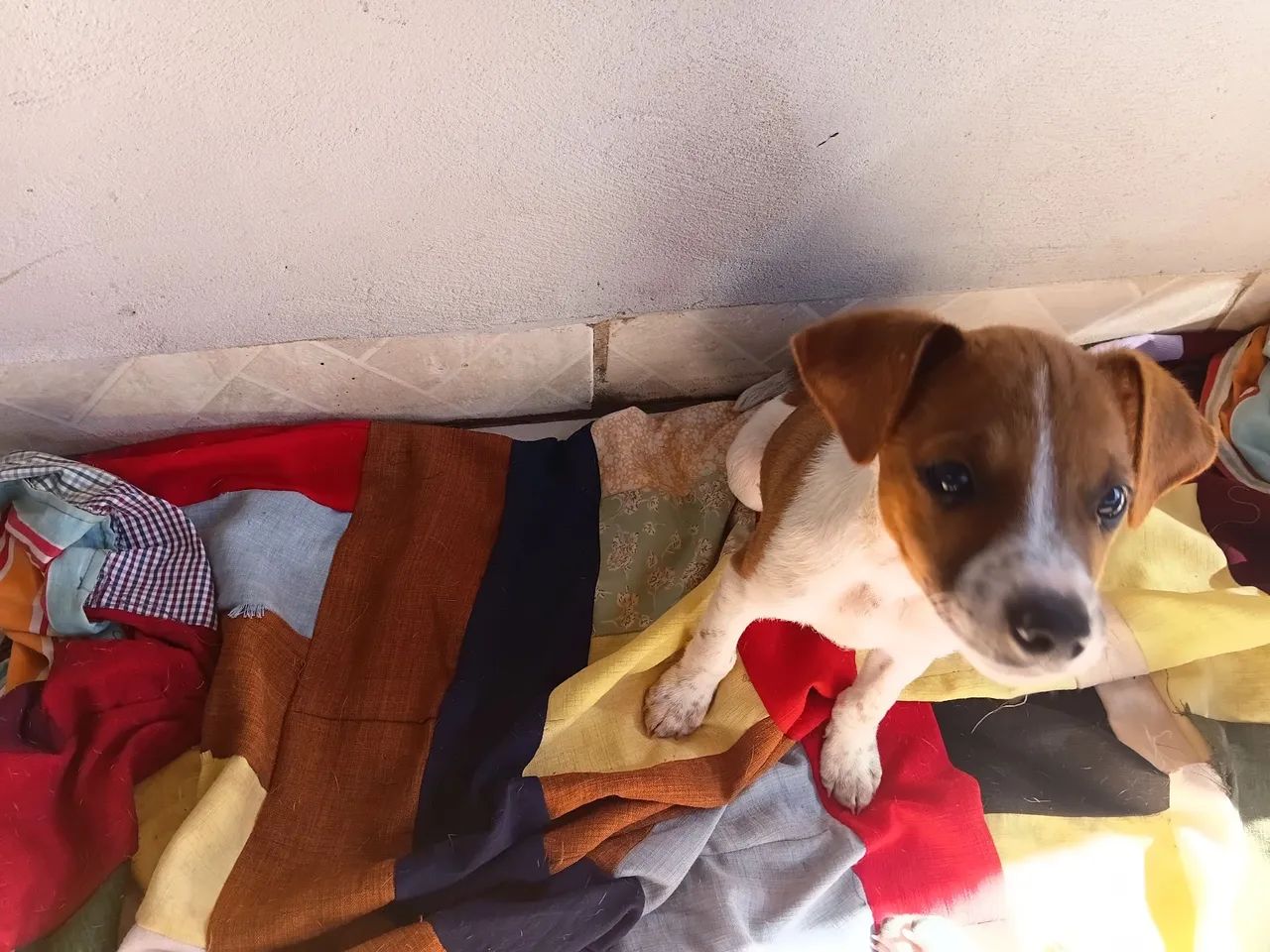 Cachorros para adoção  - Foto 3