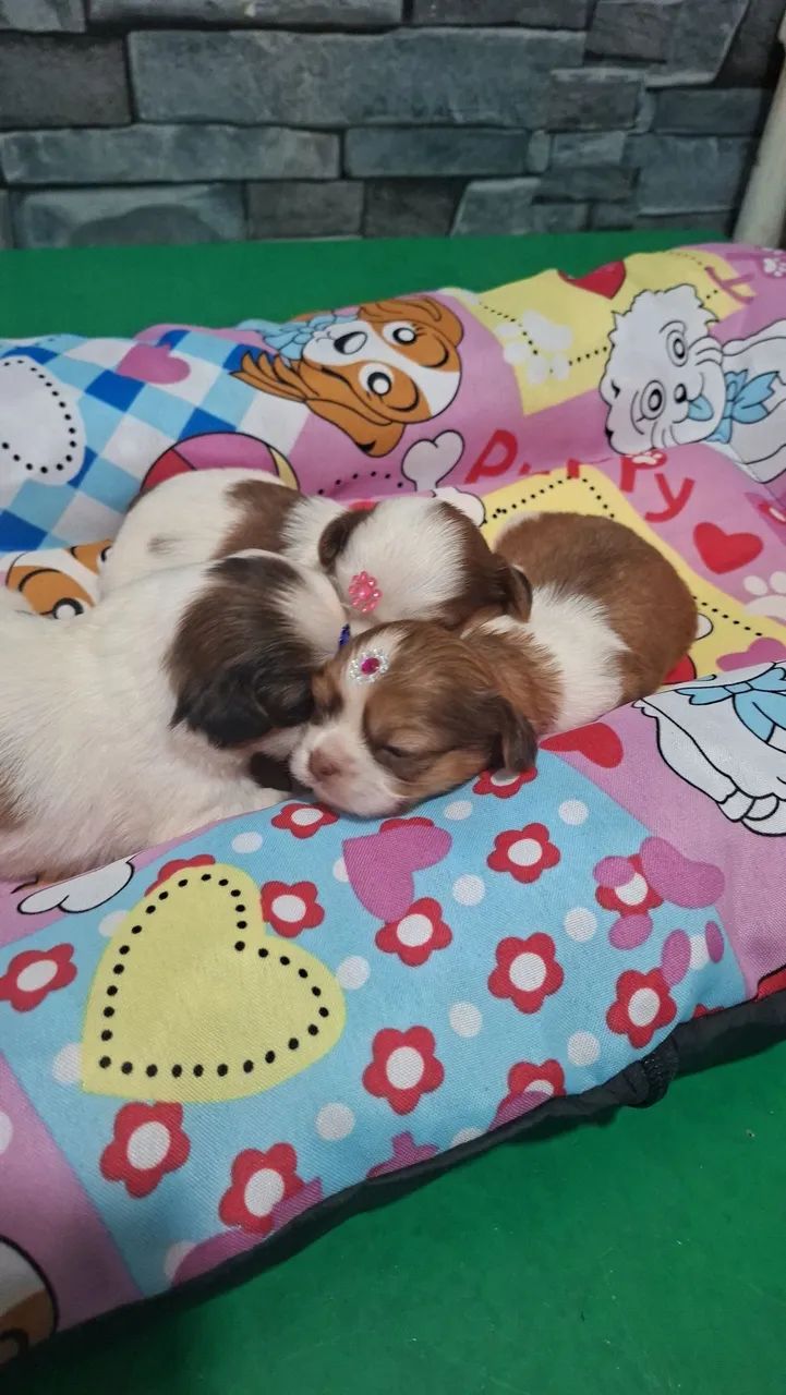 Shihtzu 