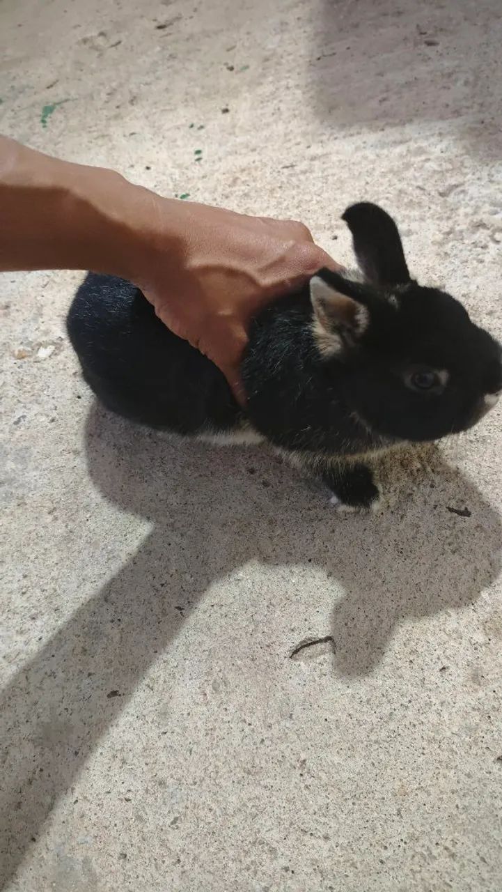 Vende-se coelho macho, de cor preto e branco. - Foto 4