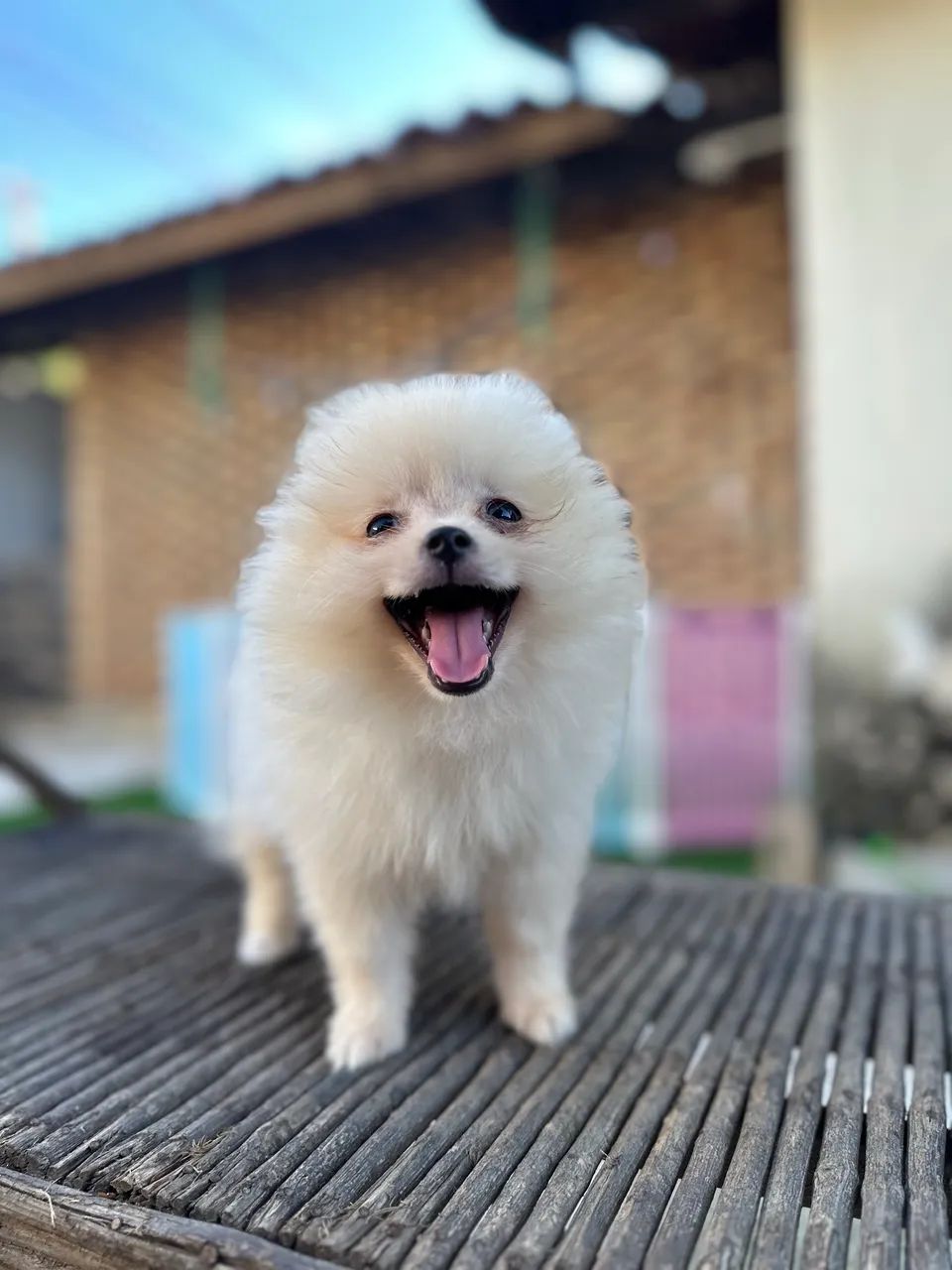 Filhotes de Spitz Alemão  - Foto 2