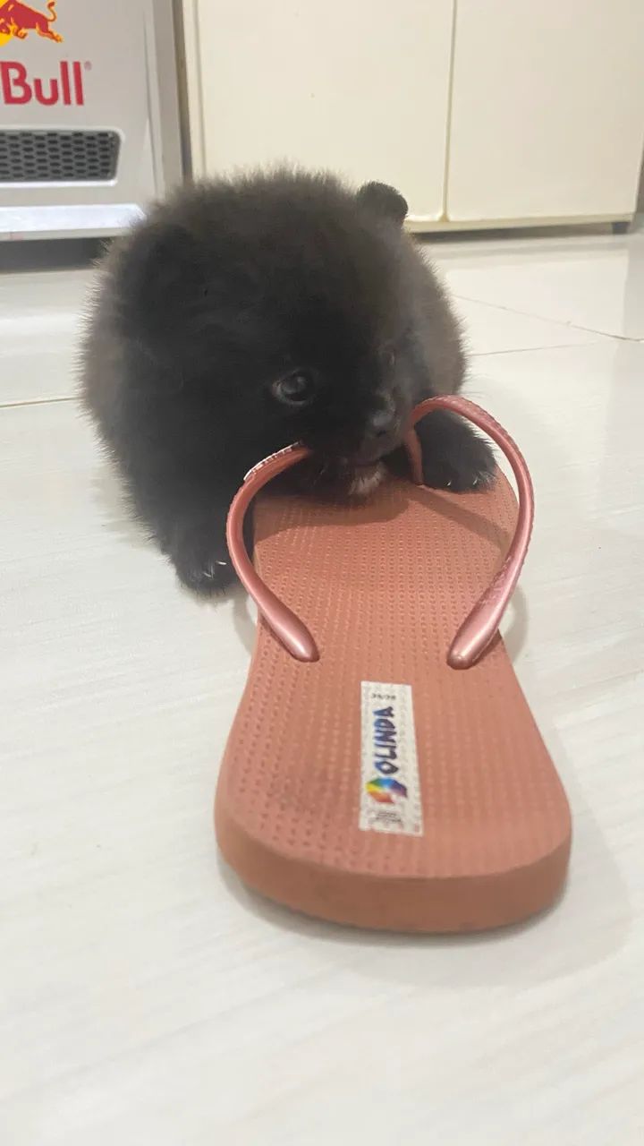 SPITZ com pedigree cbkc - Foto 4