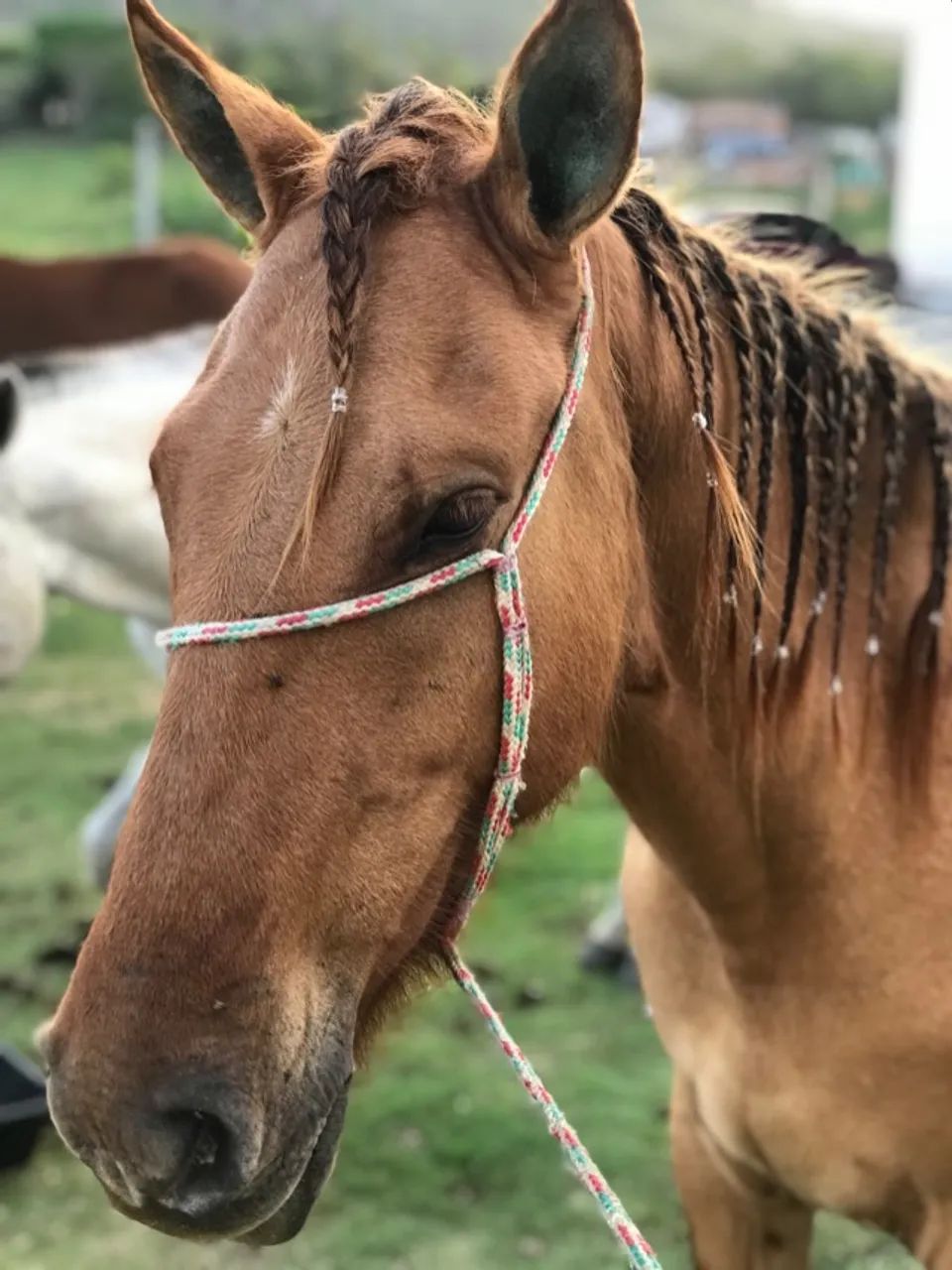 Vendo égua baía marcha picada mangalarga  - Foto 3