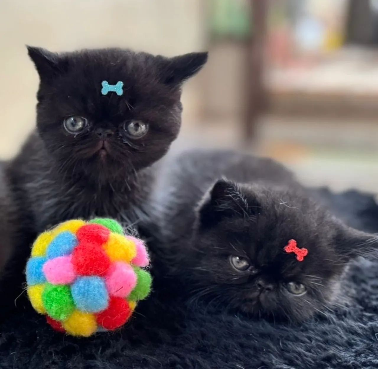 Filhotes gatos exóticos - persa pelo curto - Foto 3