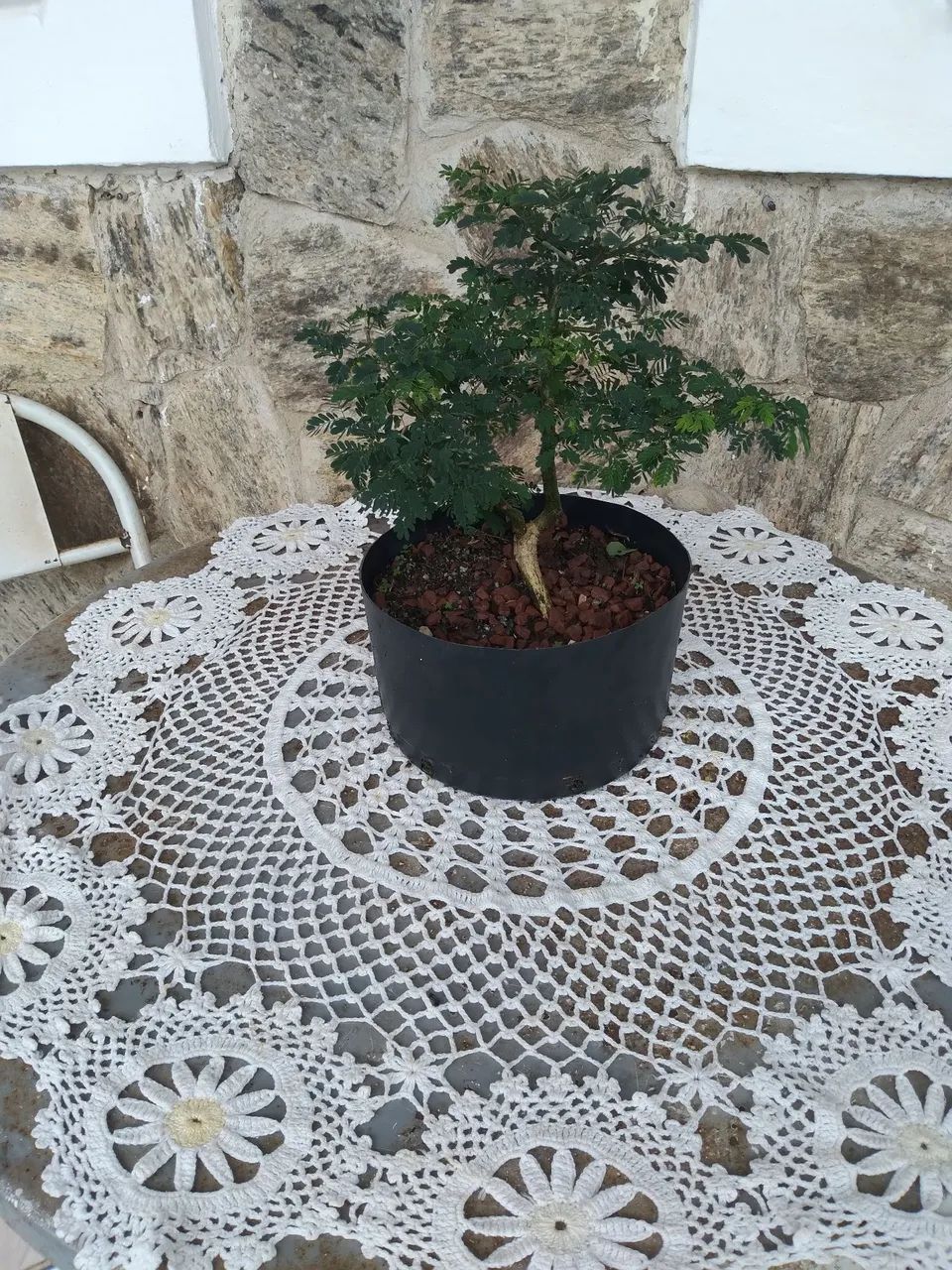 Pre Bonsai Pithecolombium
