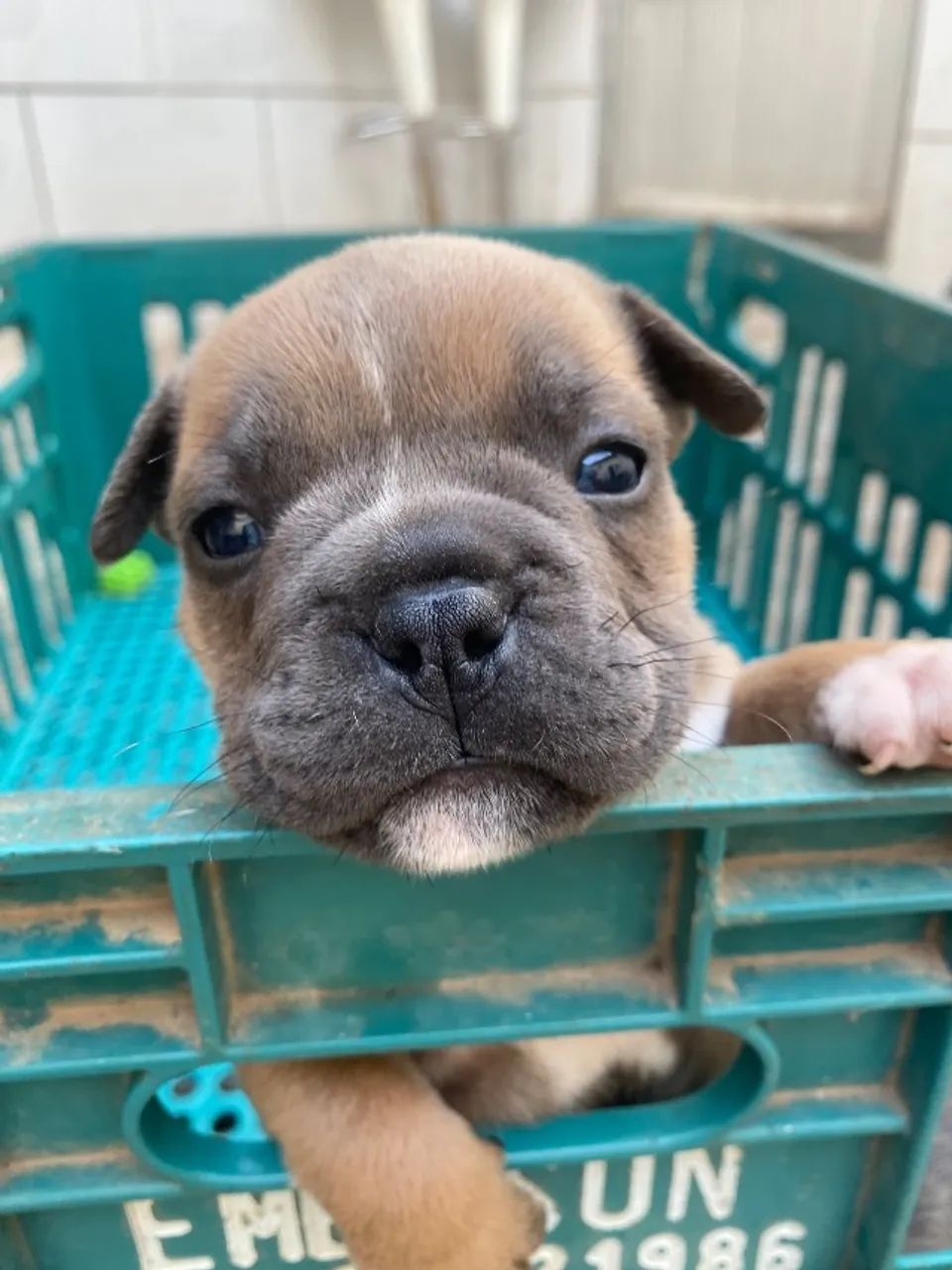 Fêmea de american bully - Foto 5