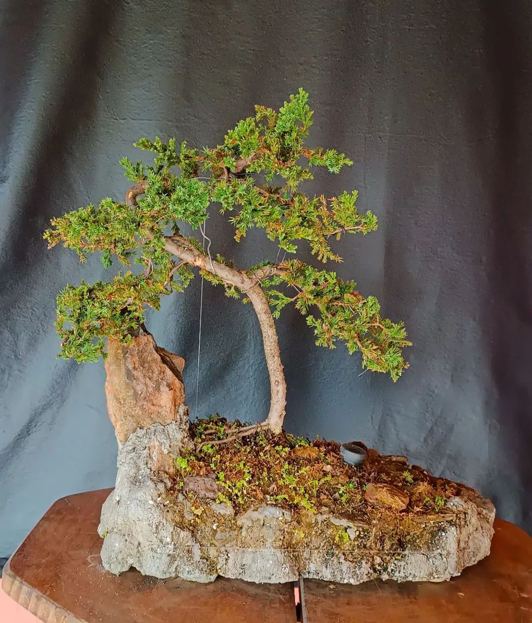Lindo Bonsai de juniperus!