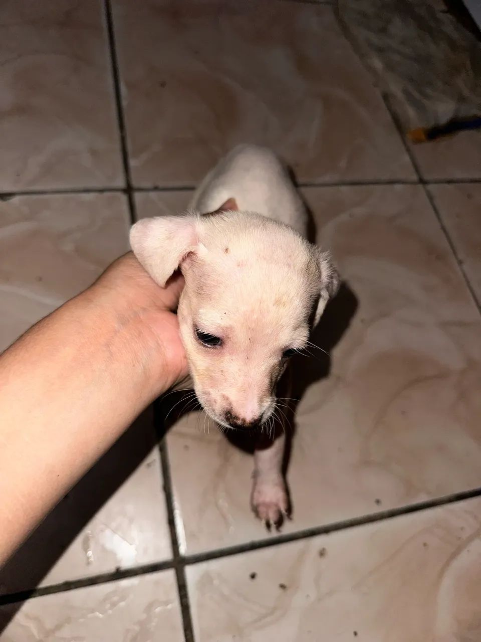 Doação de cachorro - Foto 3