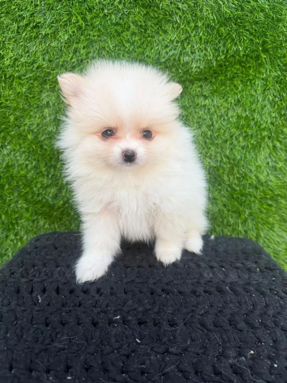 Spitz alemão - Foto 4