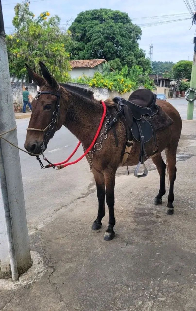 Mula  - Foto 3