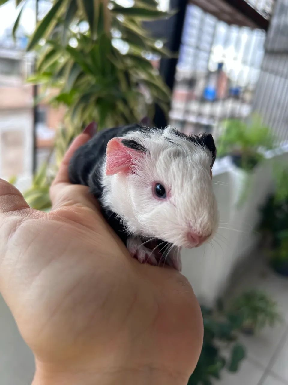 Porquinho da índia portador - Foto 4