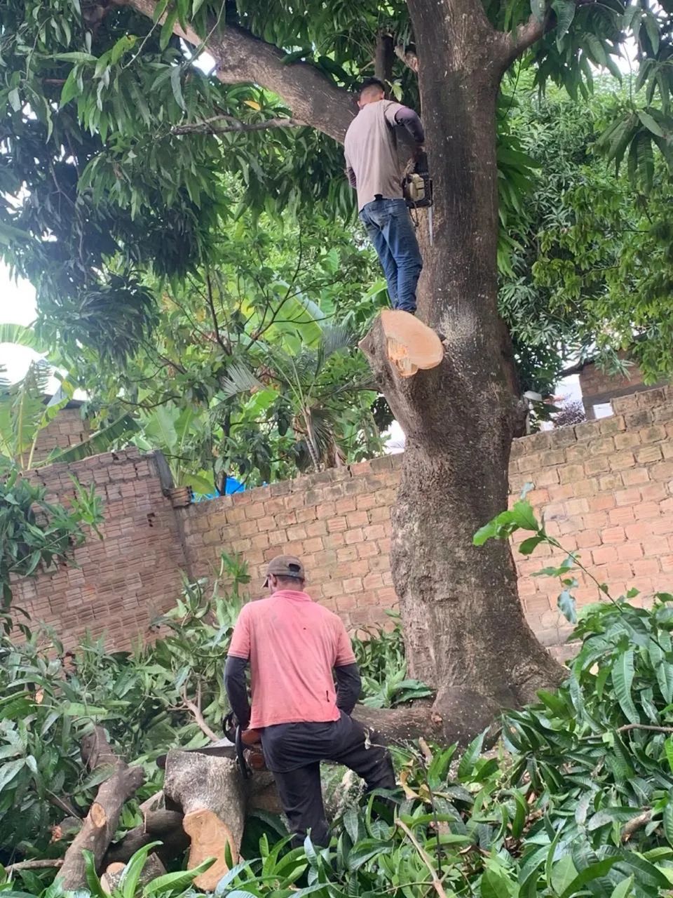 Podagem de árvore  - Foto 2