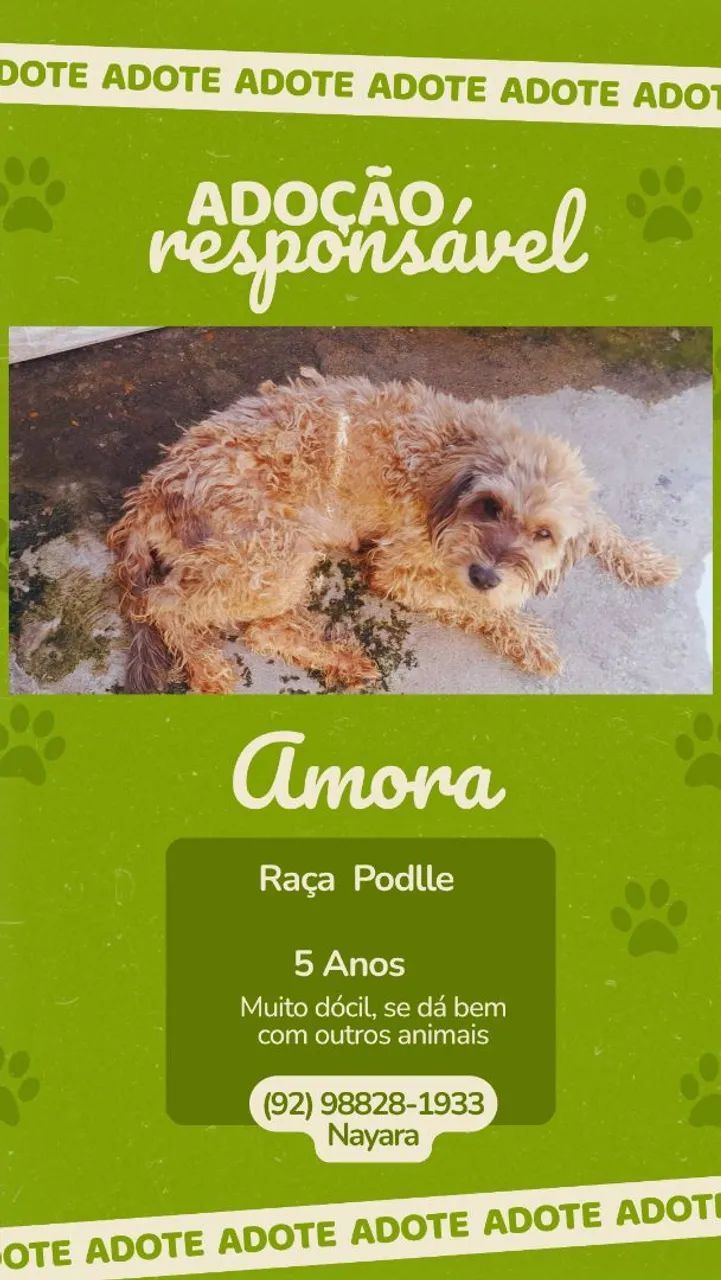 Doação de Cachorros  - Foto 3