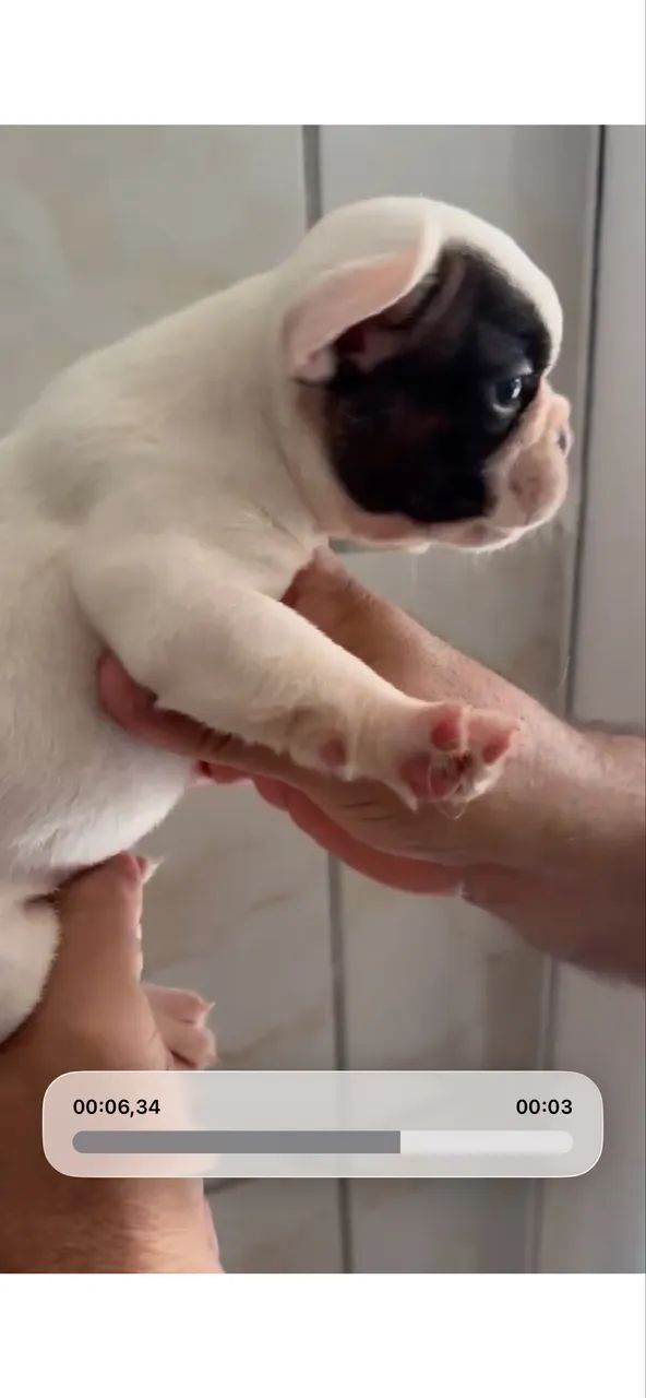 Bulldog francês 