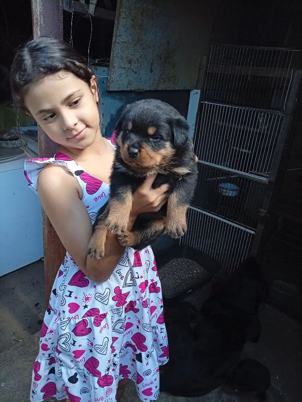 Lindos filhotes rottweiler  - Foto 2