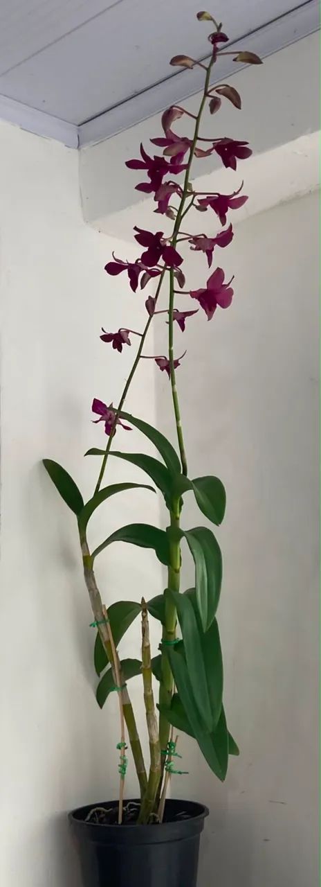 vendas de orquídeas  - Foto 5