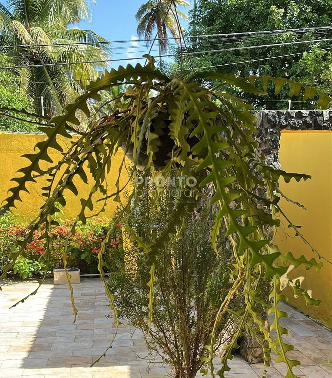 Casa com 4 quartos em Maria Farinha