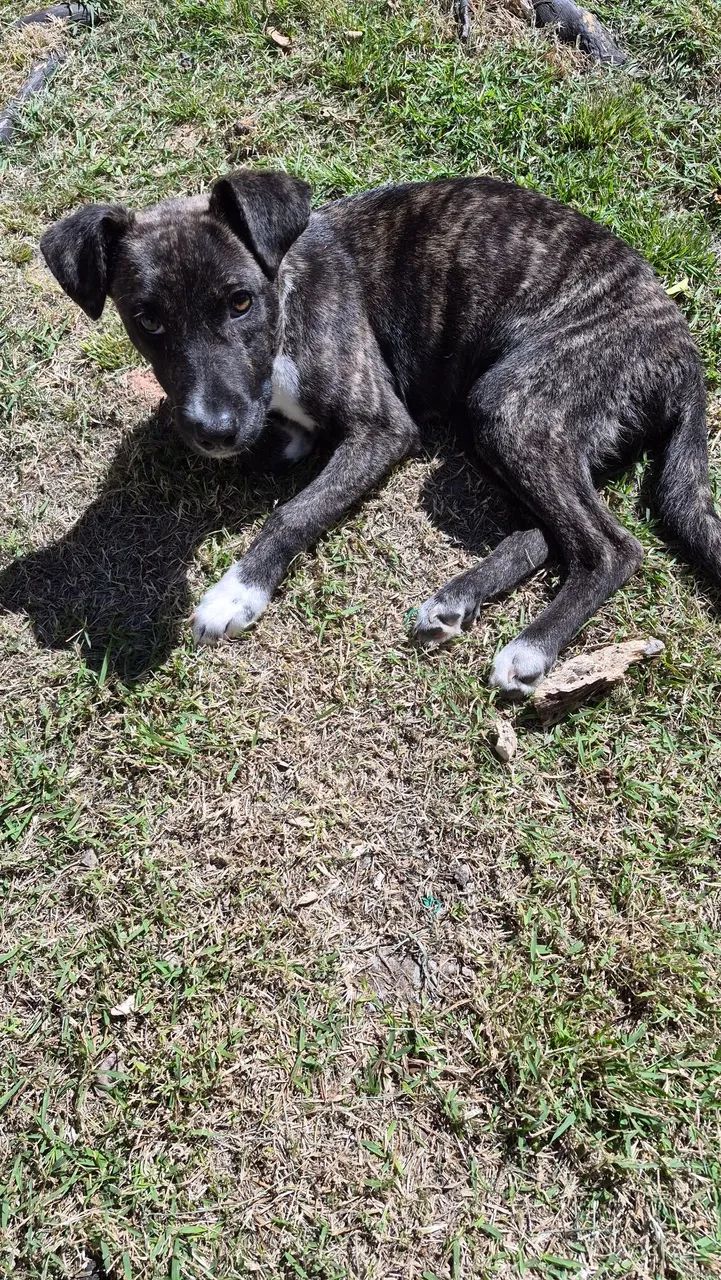 Cachorro para adoção - Foto 2