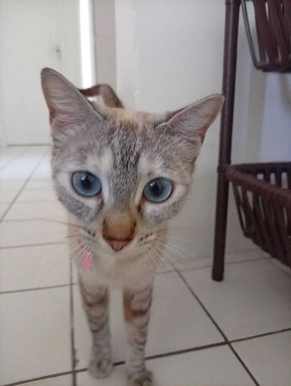 Doação de Gatinho dócil e castrada - Foto 3