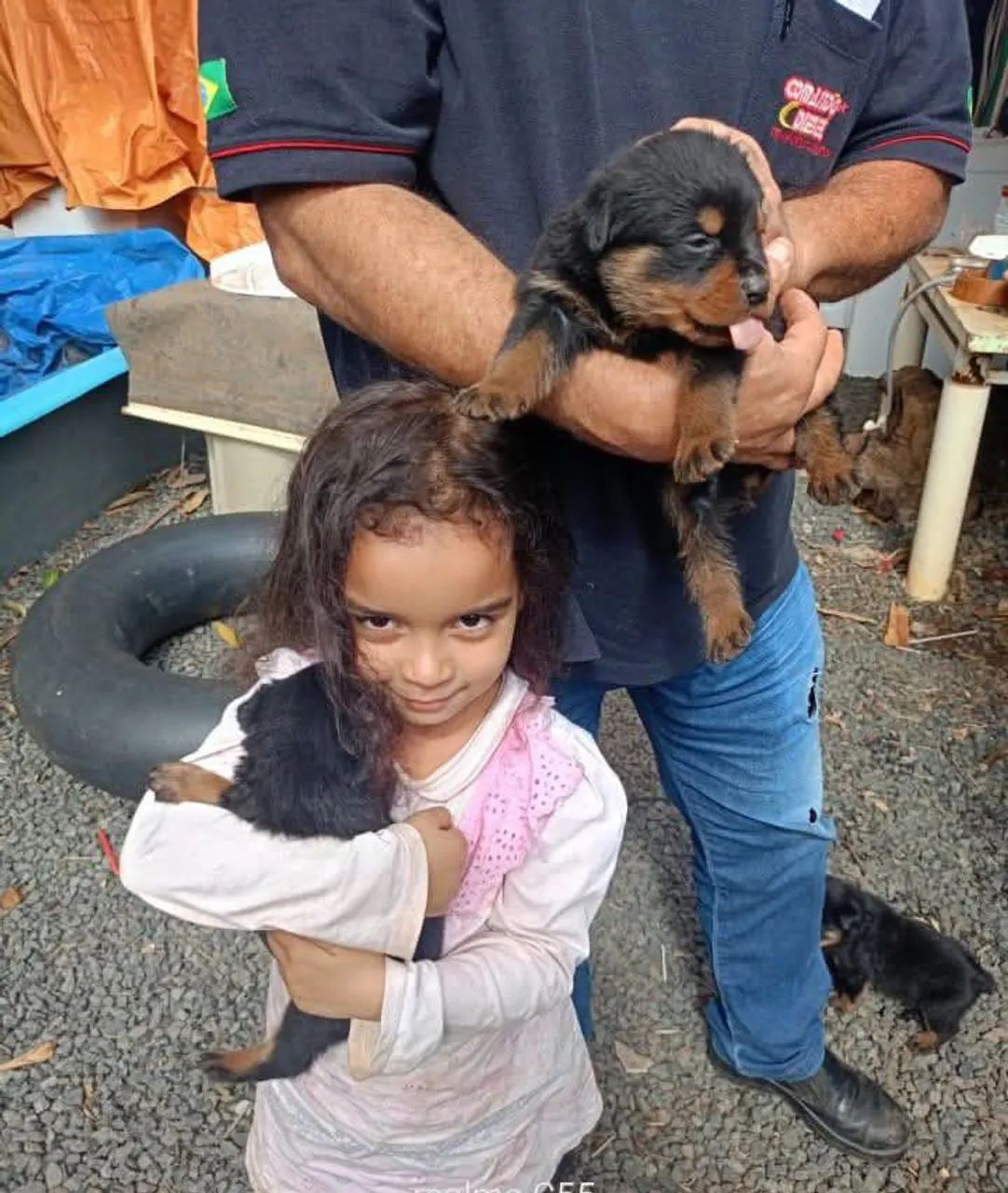 Lindos filhotes rottweiler  - Foto 4