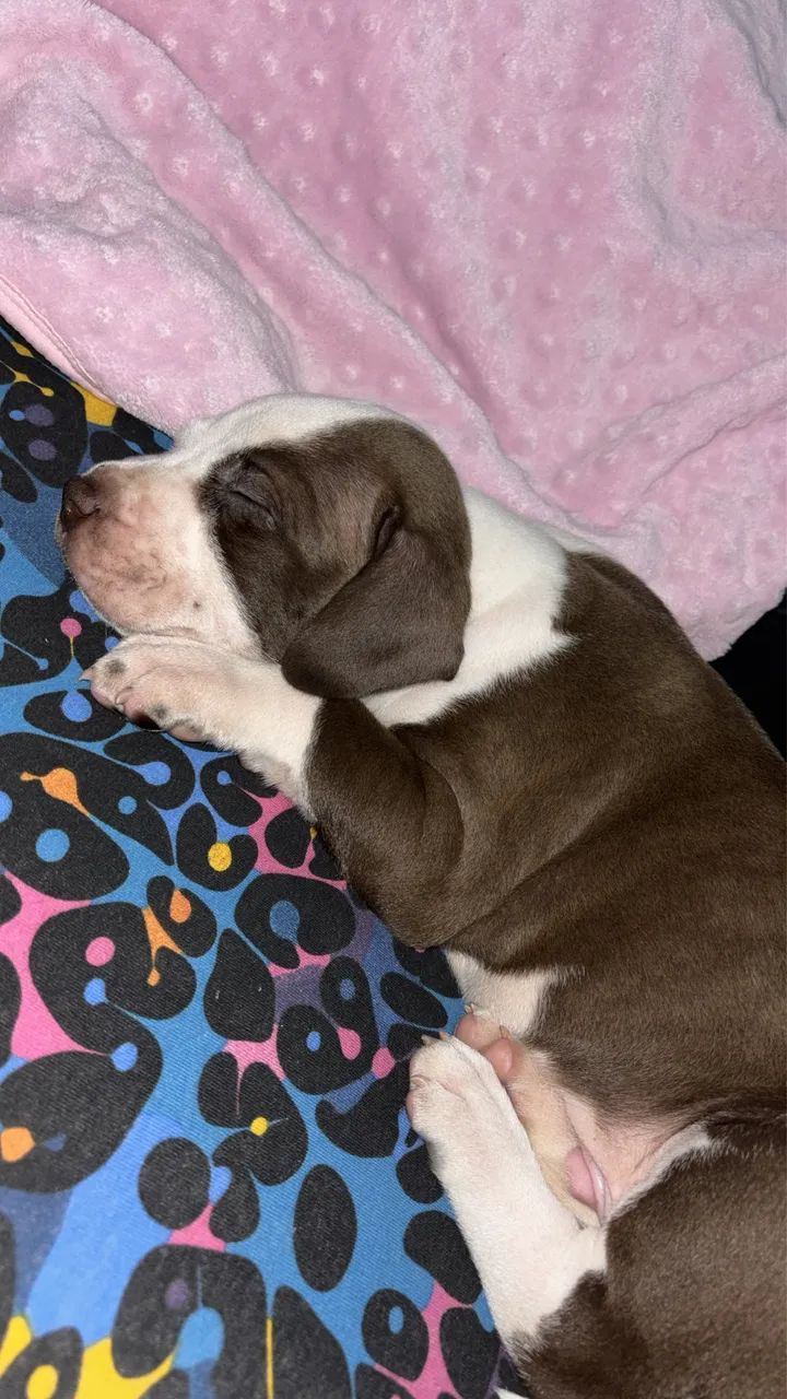 Filhote Pitbull macho  - Foto 2