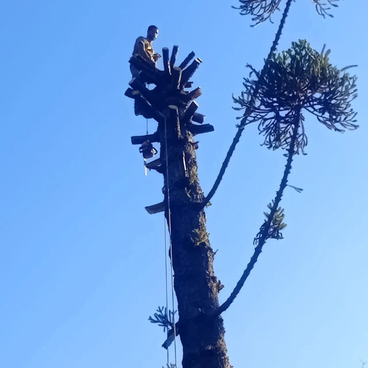 Cercas e poda de árvore  - Foto 2