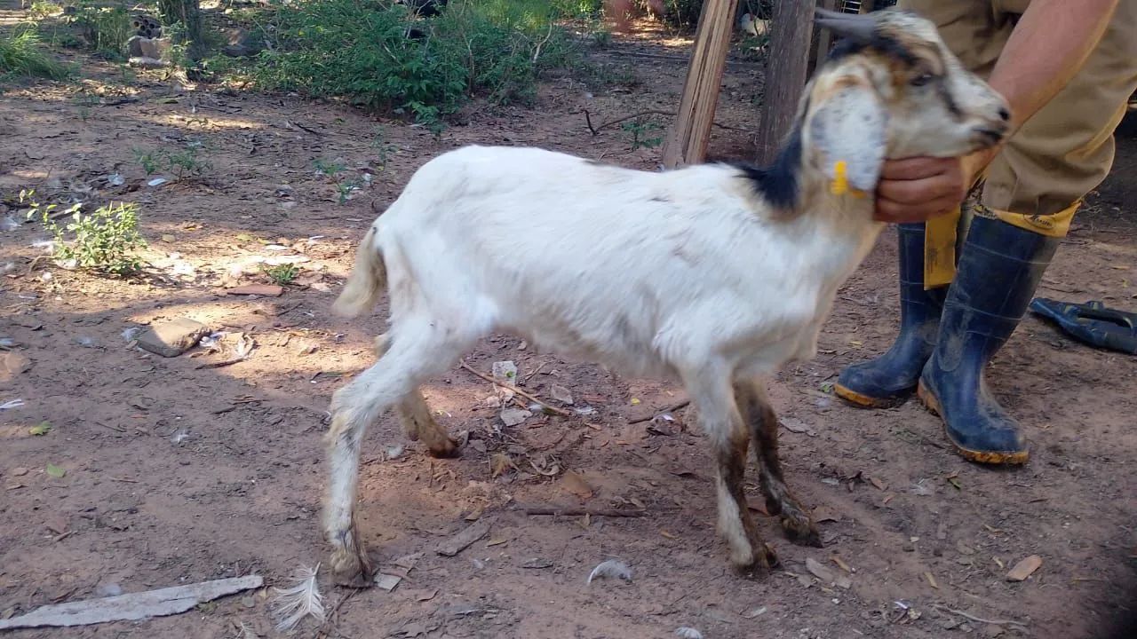 Lote de bicho barbada 
