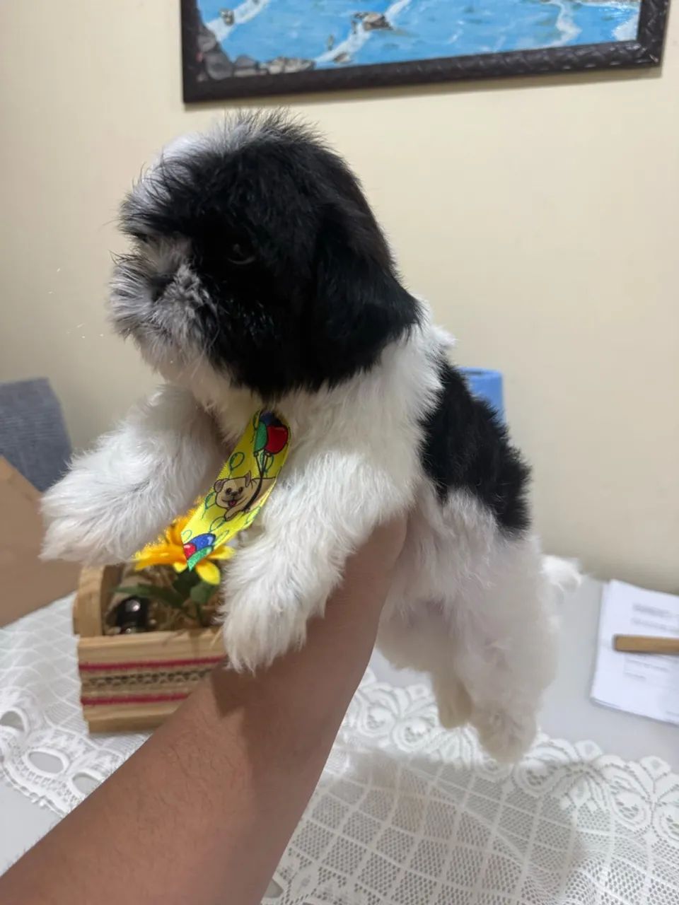 Shihtzu Micro Macho - Foto 2