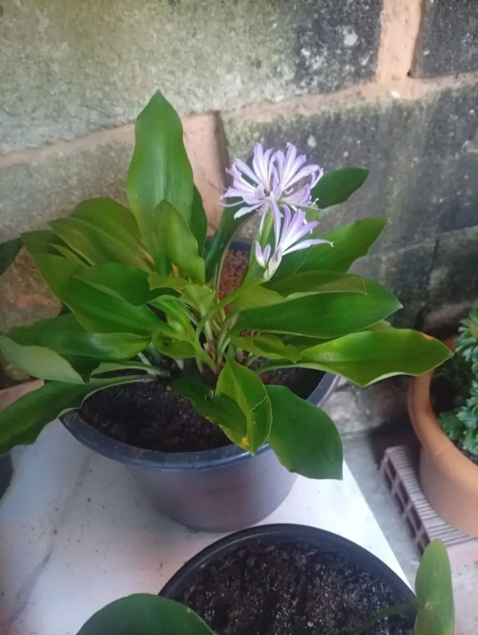 Plantas  - Foto 3