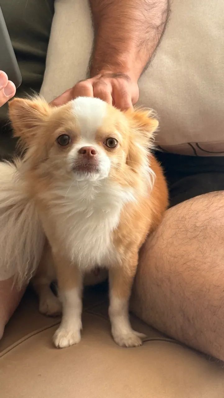 Chihuahua Macho Cruza